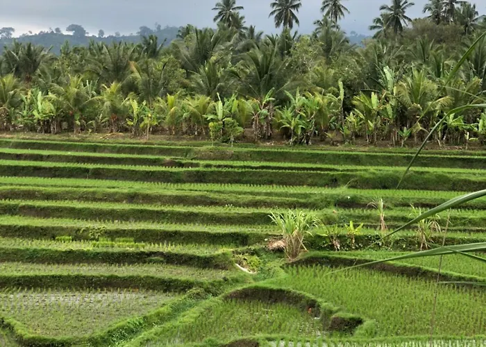 Medewi Hady Surf Camp Séjour chez l'habitant